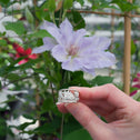 Clematis Bluebird Ring Catherine Best Dev