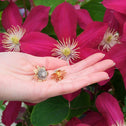 Clematis Empress Stud Earrings Catherine Best Dev