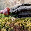 Autumn Ring Catherine Best Dev 
