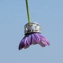 Clematis Bluebird Ring Catherine Best Dev 